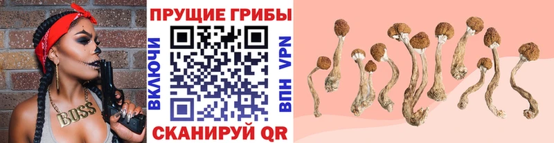 Галлюциногенные грибы Psilocybine cubensis Малоархангельск
